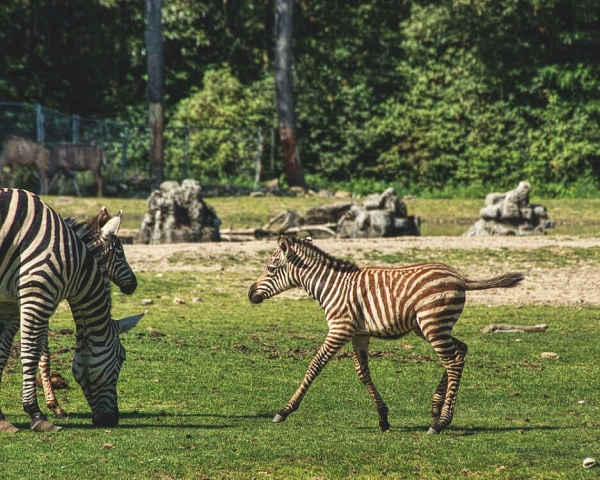 image-of-visit-the-zoo-burgers-zoo-at-the-weekend