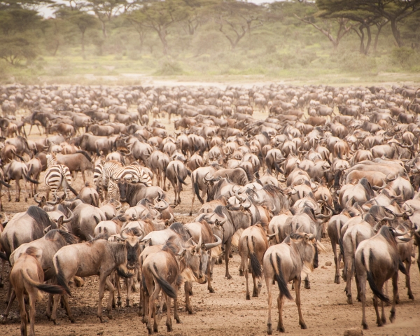 great-migration-in-serengeti-en-masai-mara