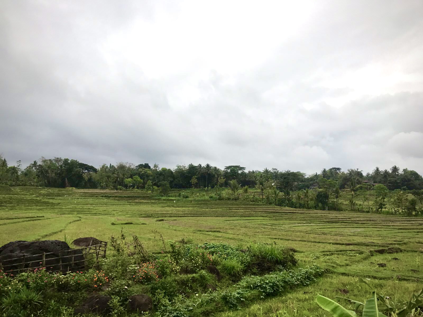 View from the train on Java